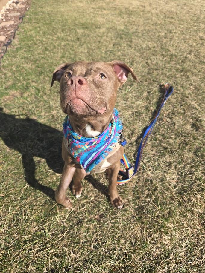 Enlarge Pudding, an adoptable mixed breed in Palatine, IL image 3/6