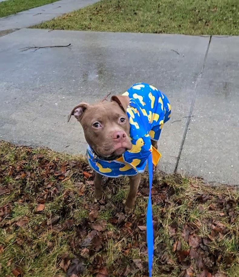 Enlarge Pudding, an adoptable mixed breed in Palatine, IL image 6/6