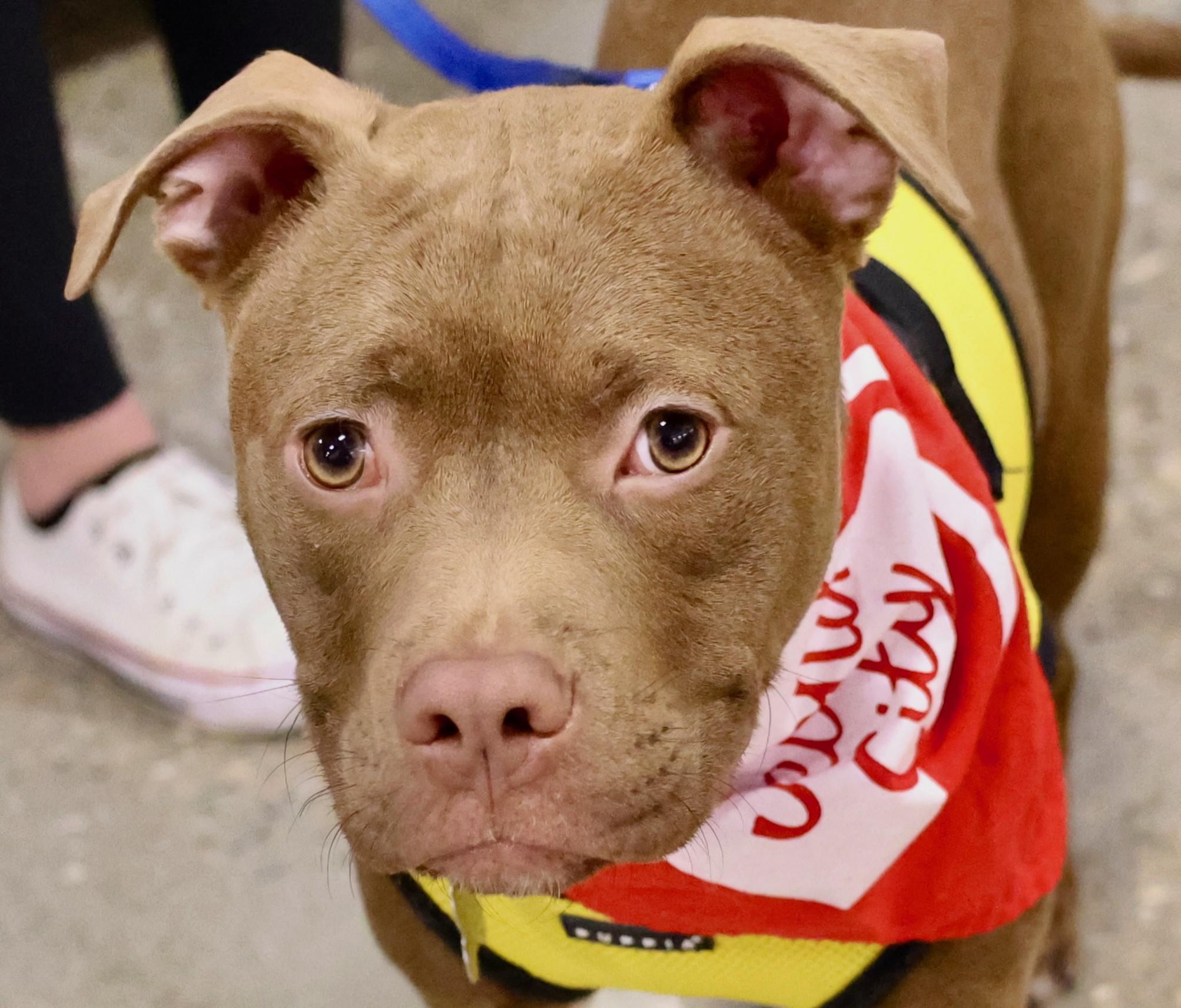 Pudding, adoptable, Puppy Female Pit Bull Terrier & Mixed Breed.