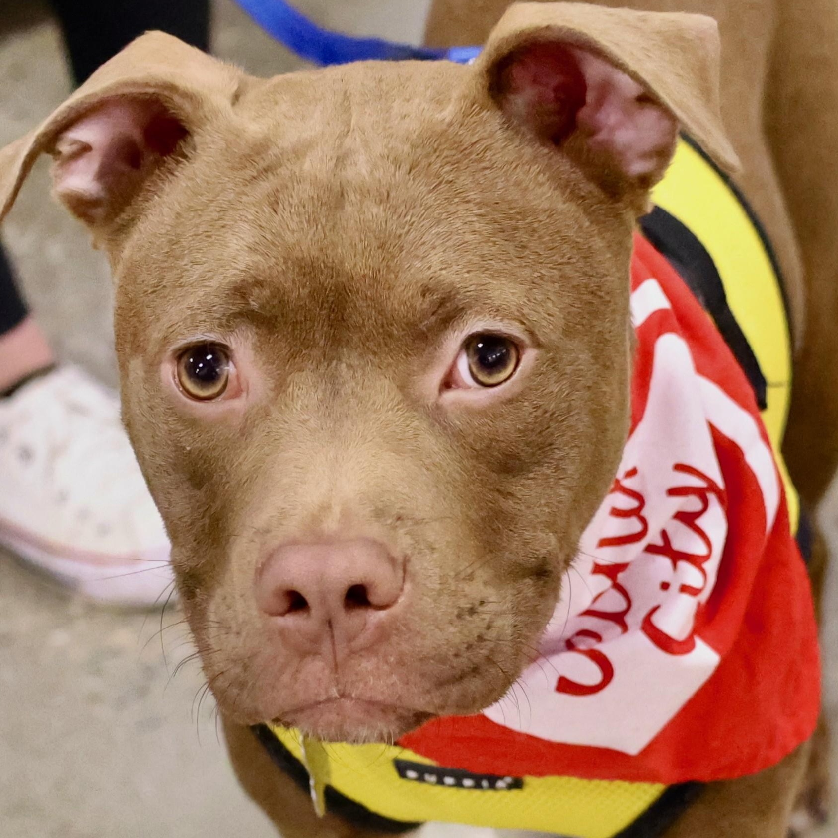 Enlarge Pudding, an adoptable mixed breed in Palatine, IL image 1/5