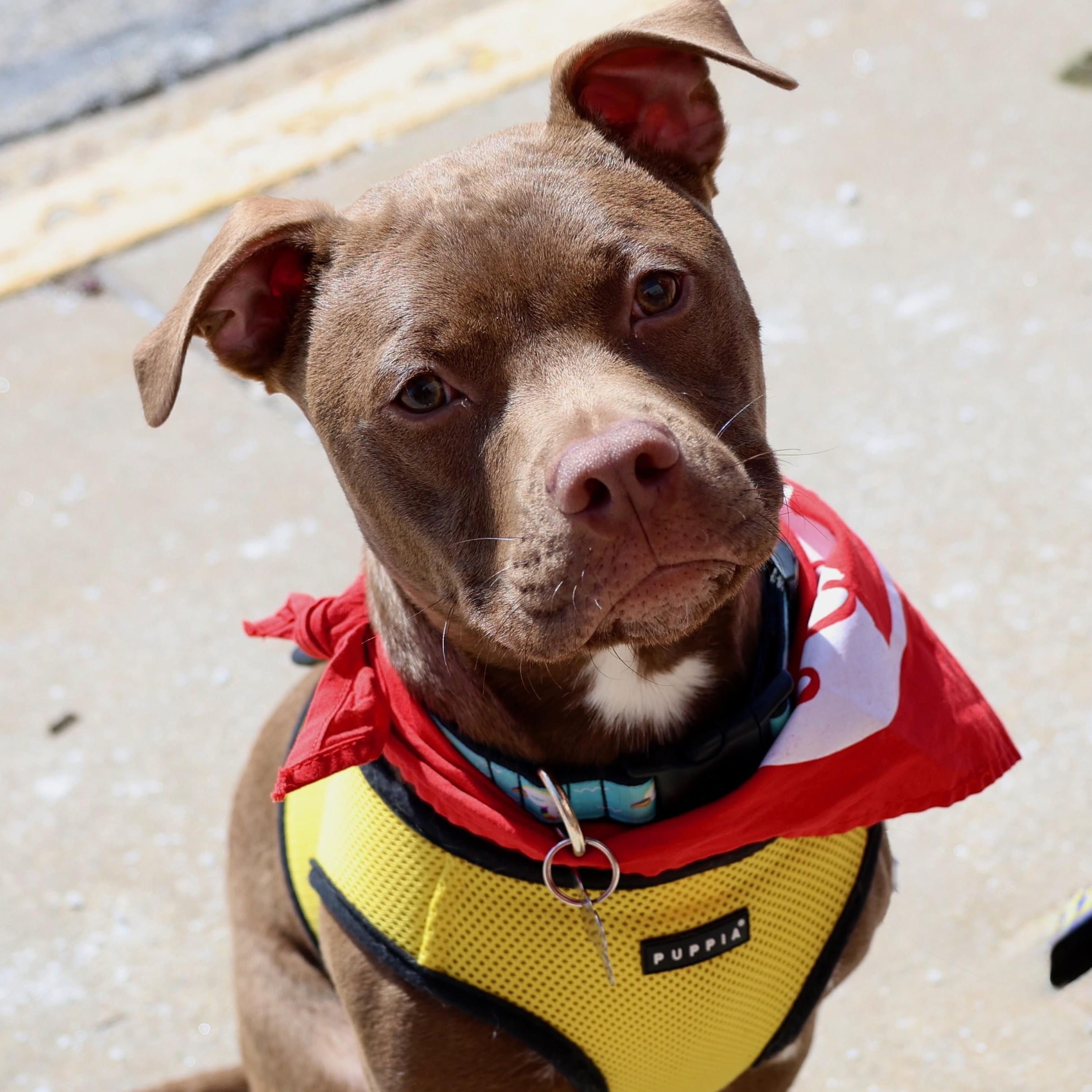 Enlarge Pudding, an adoptable mixed breed in Palatine, IL image 4/5