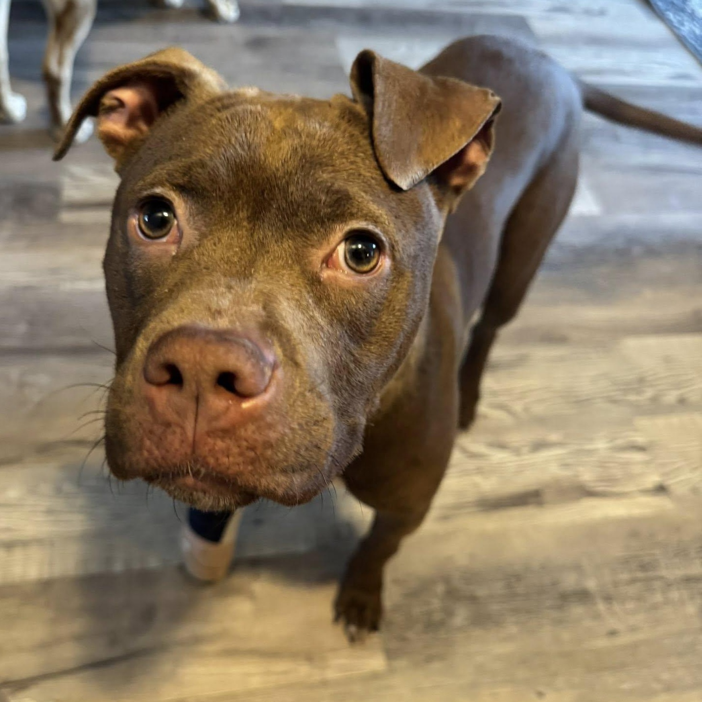 Enlarge Pudding, an adoptable mixed breed in Palatine, IL image 3/5