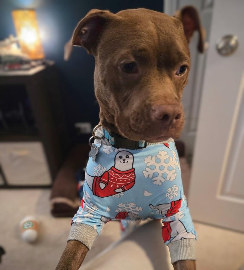 Enlarge Pudding, an adoptable mixed breed in Palatine, IL image 1/6