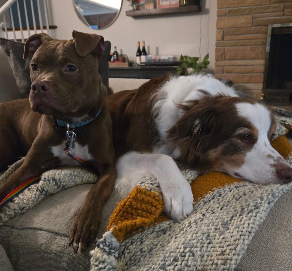 Enlarge Pudding, an adoptable mixed breed in Palatine, IL image 5/6