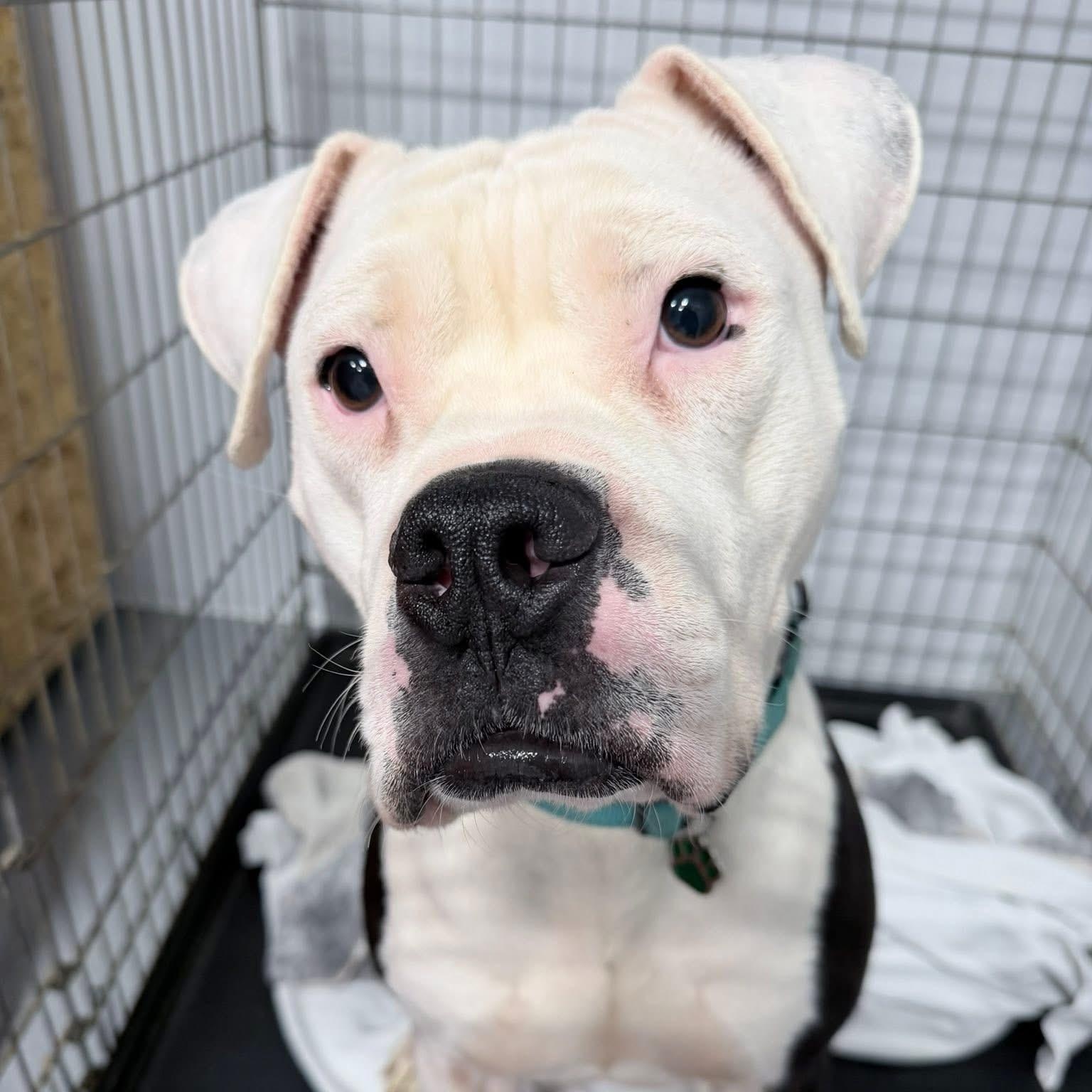 Enlarge Toad, a ADOPTABLE mixed breed in Grafton, OH image 3/4