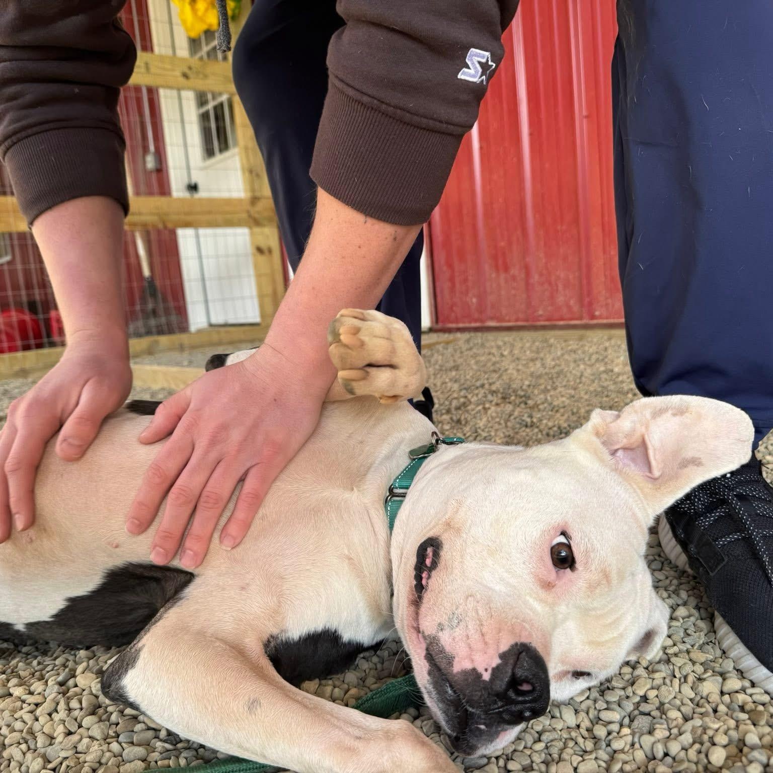 Enlarge Toad, a ADOPTABLE mixed breed in Grafton, OH image 4/4