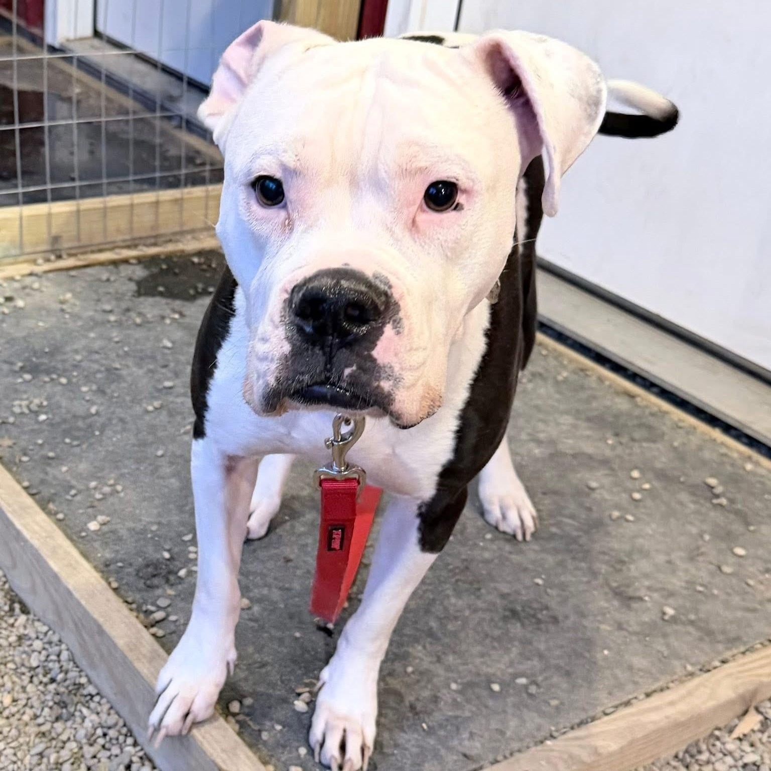 Enlarge Toad, a ADOPTABLE mixed breed in Grafton, OH image 2/4