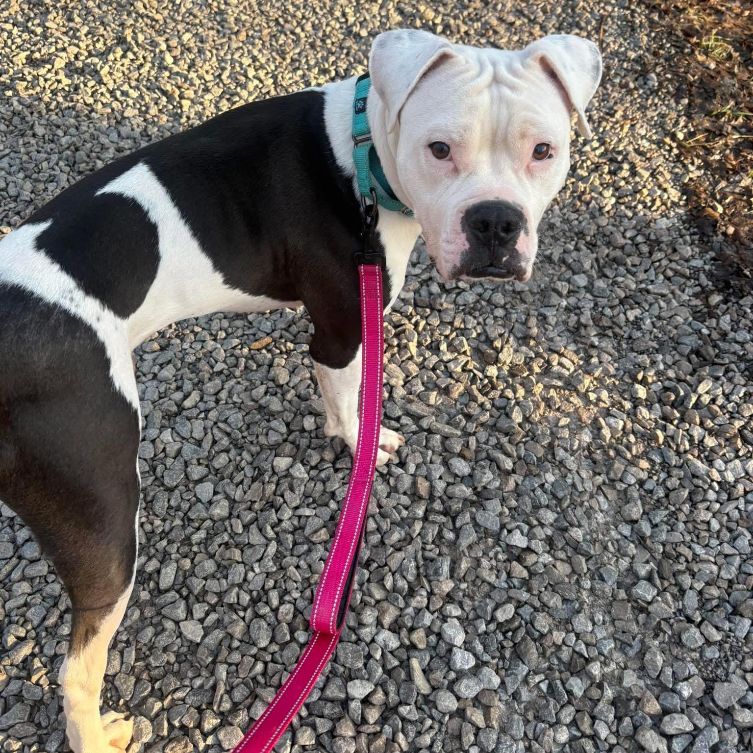 Enlarge Toad, a ADOPTABLE mixed breed in Grafton, OH image 1/4