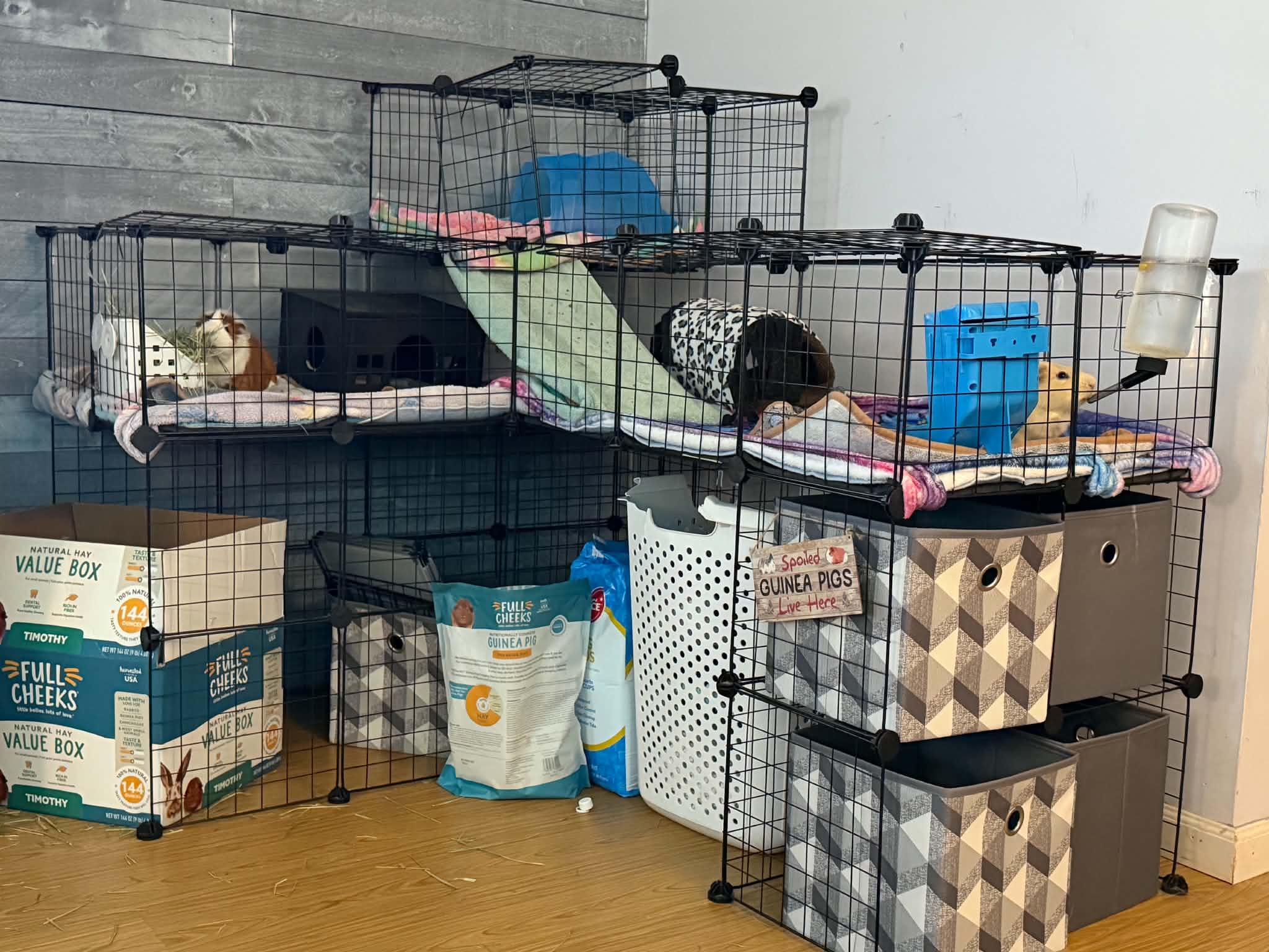 Timon, a ADOPTABLE Guinea Pig in Mechanicsburg, PA image 4/5
