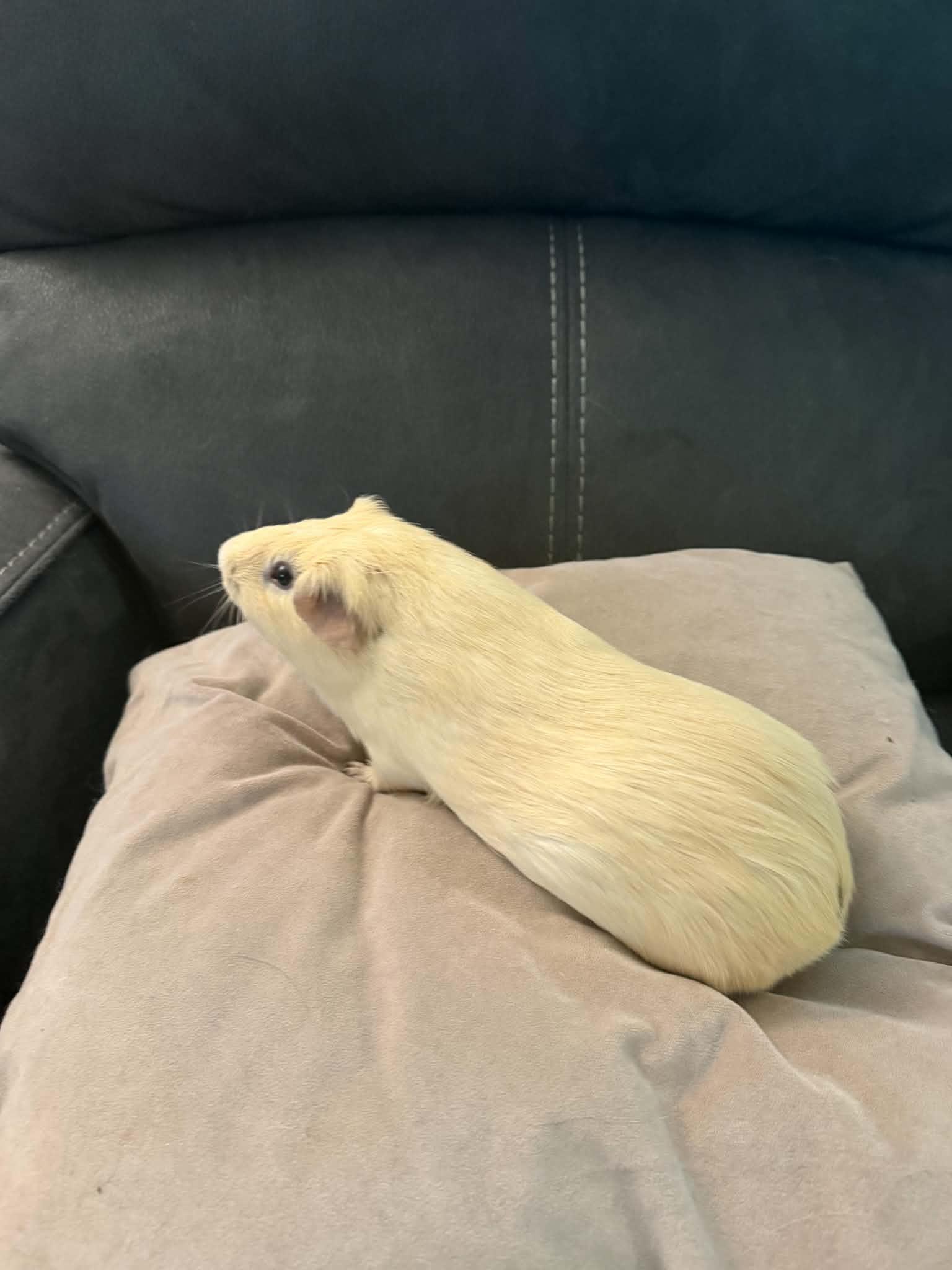 Timon, a ADOPTABLE Guinea Pig in Mechanicsburg, PA image 2/5
