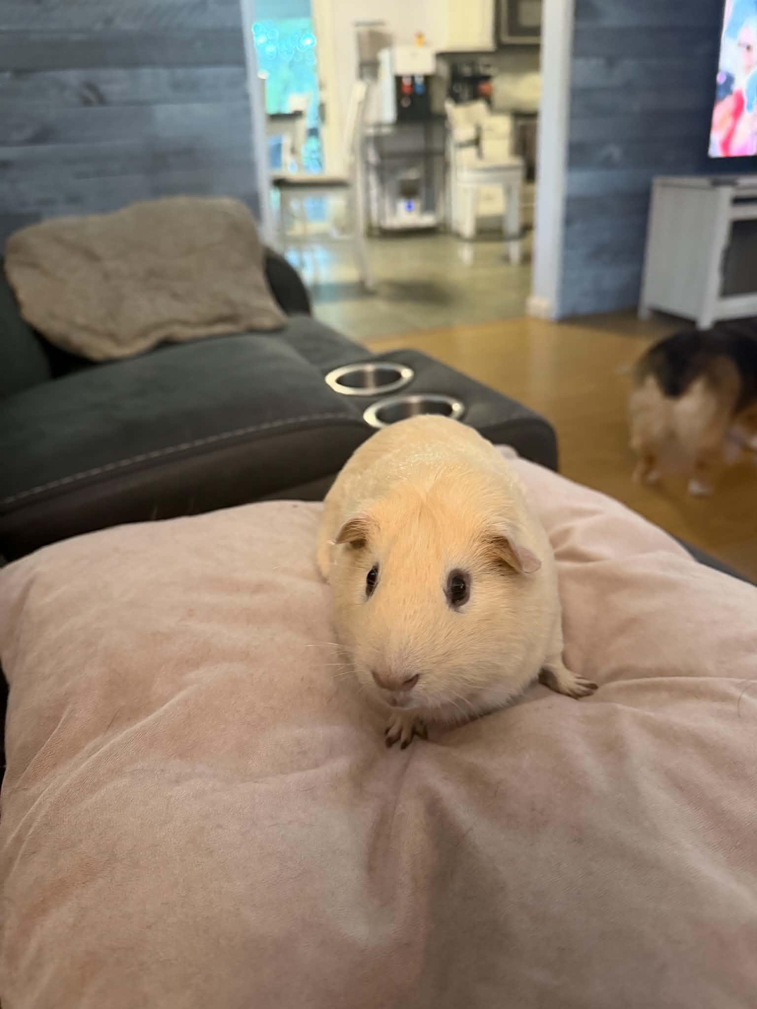 Timon, a ADOPTABLE Guinea Pig in Mechanicsburg, PA image 3/5