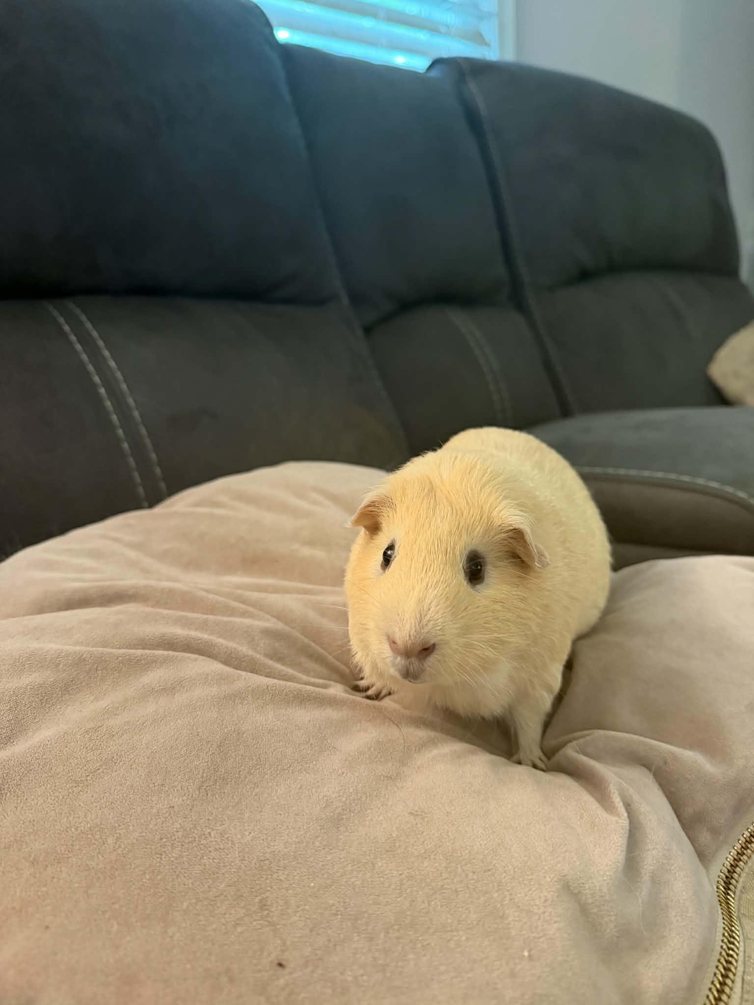 Timon, ADOPTABLE, Adult Male Guinea Pig.