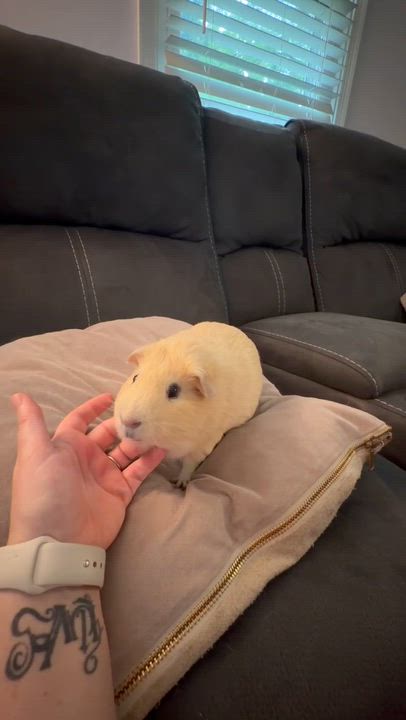 Enlarge Timon, a ADOPTABLE Guinea Pig in Mechanicsburg, PA video 5/5