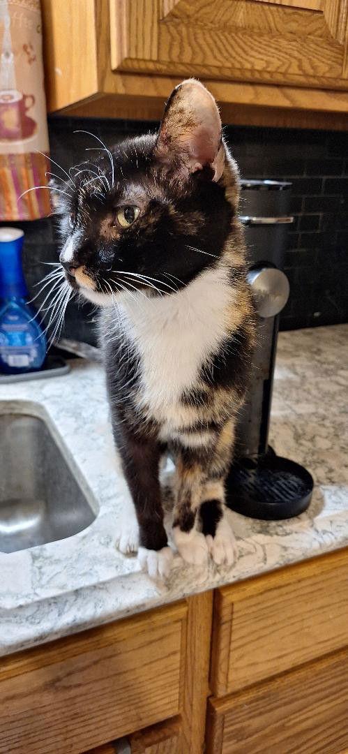 Enlarge MARIGOLD, a Adoptable Domestic Short Hair in Northfield, OH image 1/2