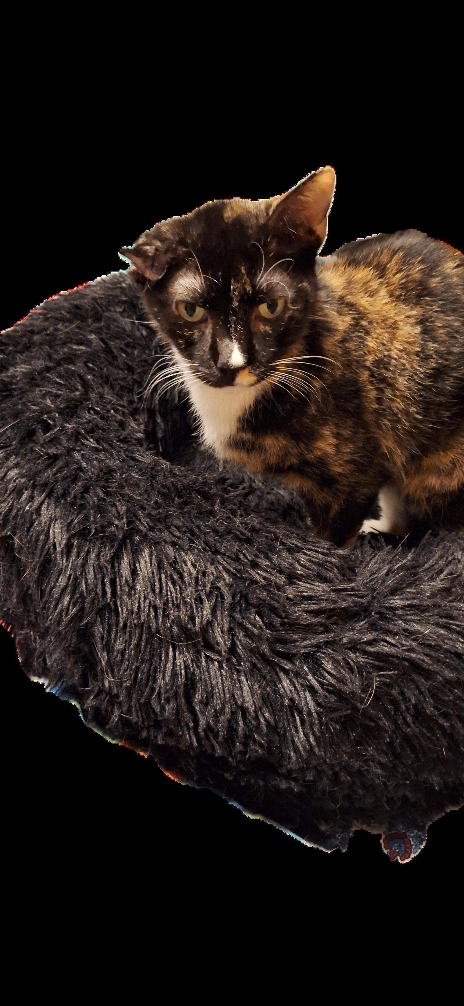 Enlarge MARIGOLD, a Adoptable Domestic Short Hair in Northfield, OH image 2/2