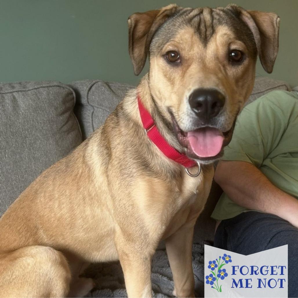 Fender, Adoptable, Young Male Mixed Breed.