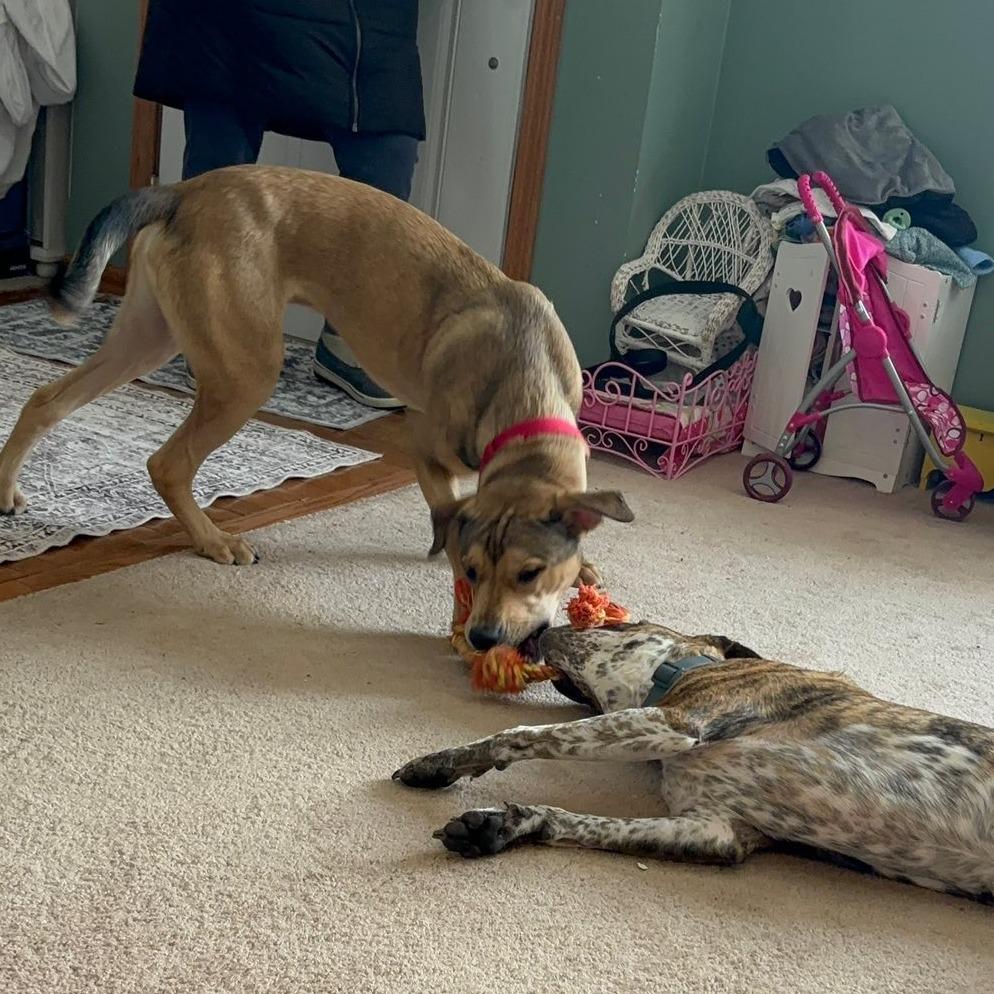 Enlarge Fender, a Adoptable Mixed Breed in DeKalb, IL image 3/6