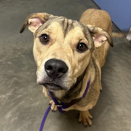 Fender, Adoptable, Young Male Mixed Breed.