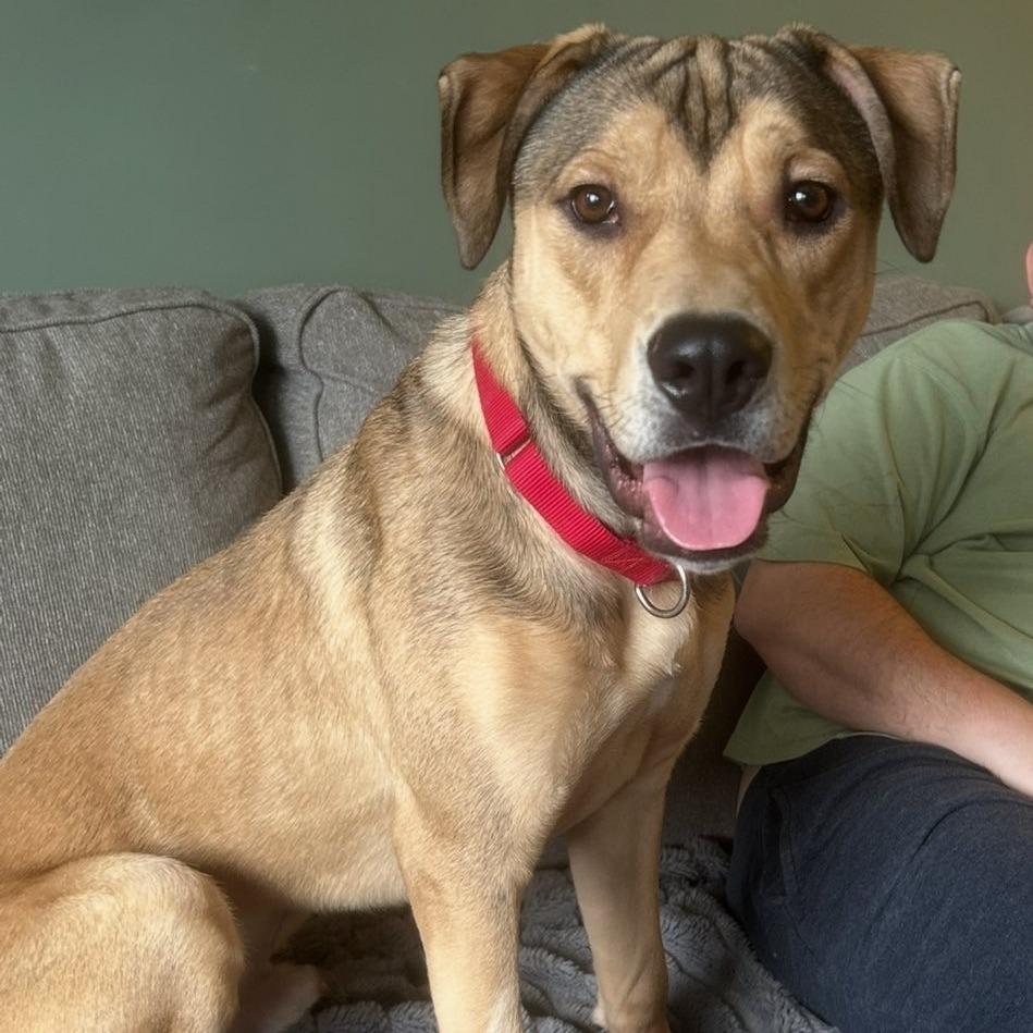 Enlarge Fender, a Adoptable Mixed Breed in DeKalb, IL image 6/6