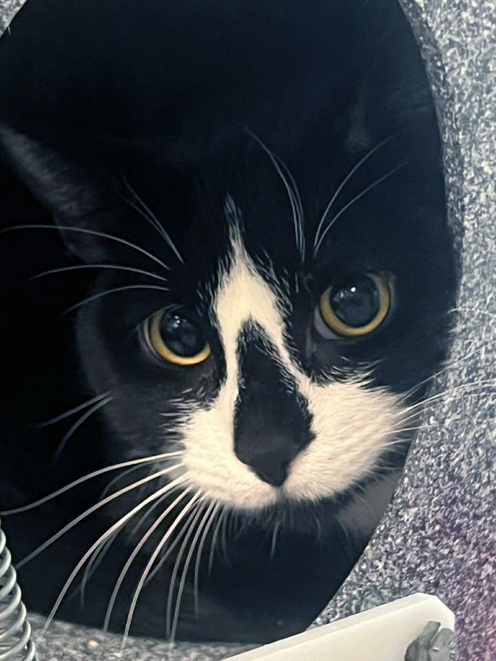 Snaggle, Adoptable, Young Female Domestic Short Hair.