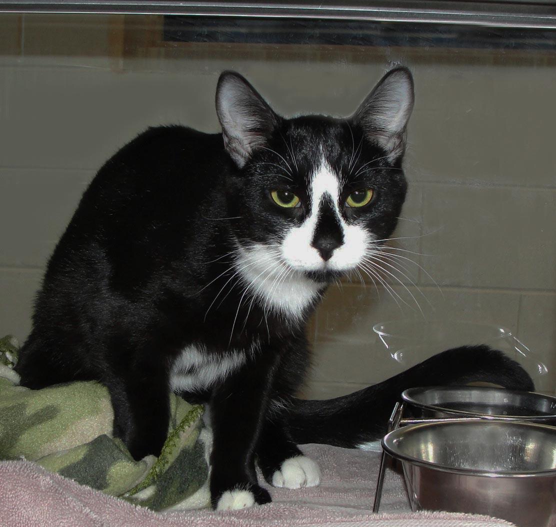 Enlarge Snaggle, a Adoptable Domestic Short Hair in Plover, WI image 2/3