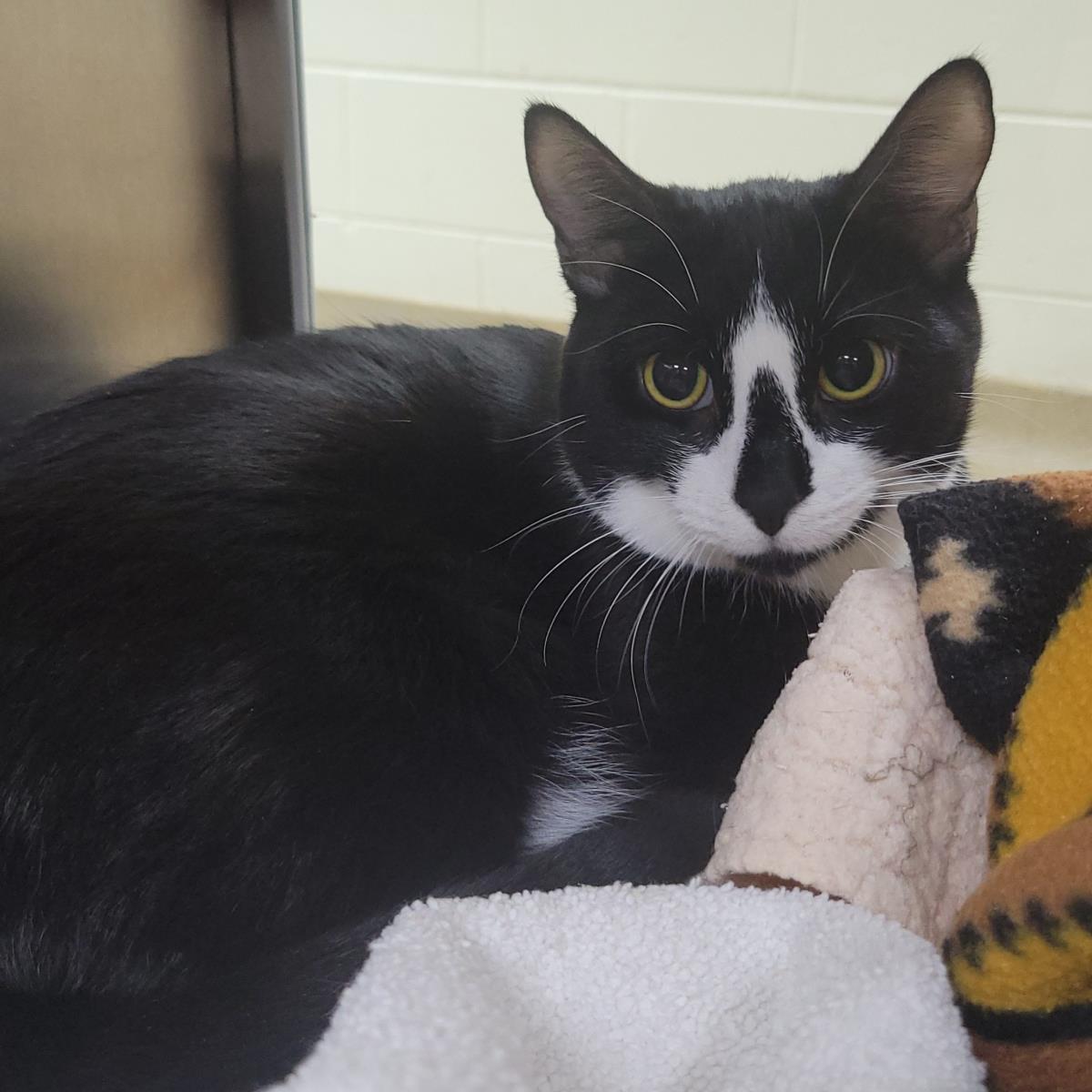 Enlarge Snaggle, a Adoptable Domestic Short Hair in Plover, WI image 3/3