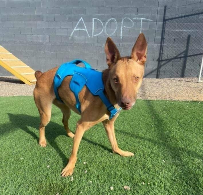 Enlarge Ali, a Adoptable mixed breed in Phoenix, AZ image 1/6