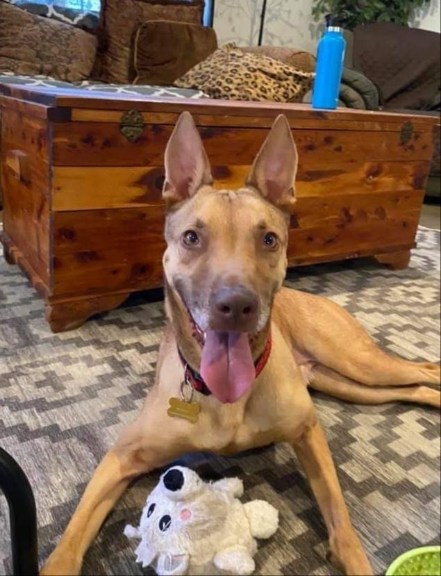 Enlarge Ali, a Adoptable mixed breed in Phoenix, AZ image 2/6