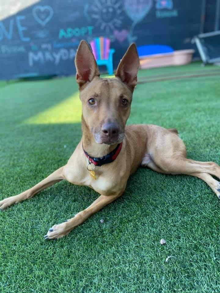 Enlarge Ali, a Adoptable mixed breed in Phoenix, AZ image 3/6