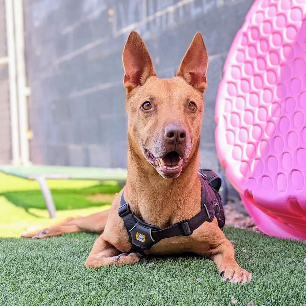 Enlarge Ali, a Adoptable mixed breed in Phoenix, AZ image 4/6