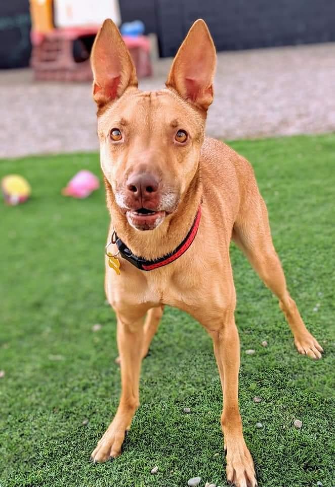 Enlarge Ali, a Adoptable mixed breed in Phoenix, AZ image 5/6