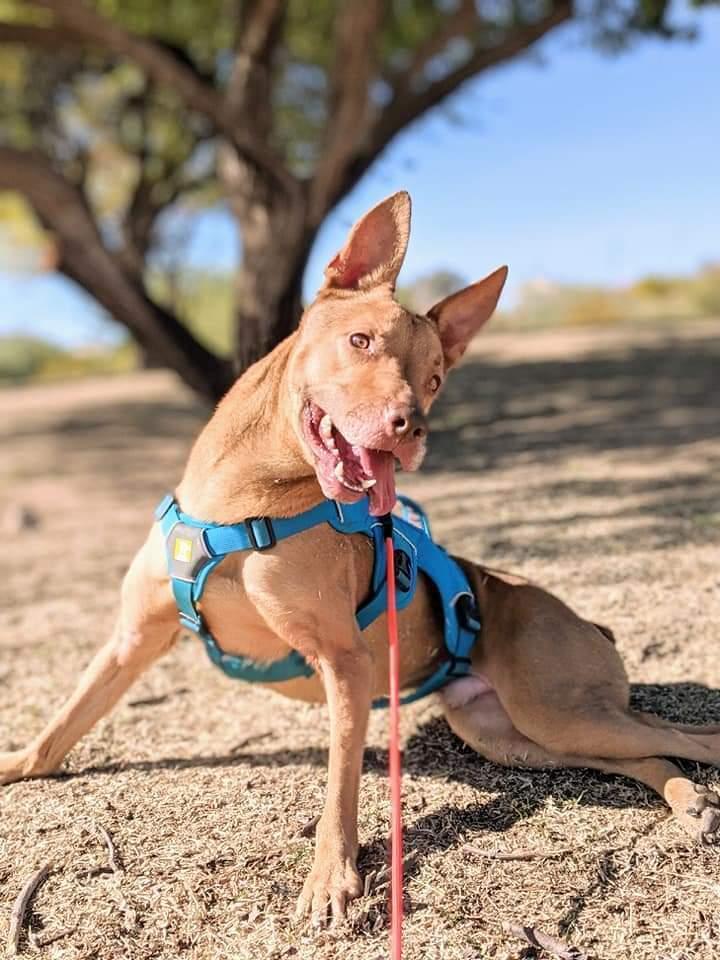 Enlarge Ali, a Adoptable mixed breed in Phoenix, AZ image 6/6