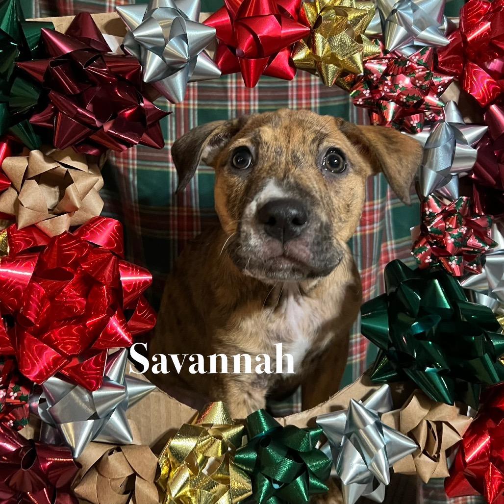 Enlarge Savannah, a Adoptable Mixed Breed in Oxford, ME image 2/6