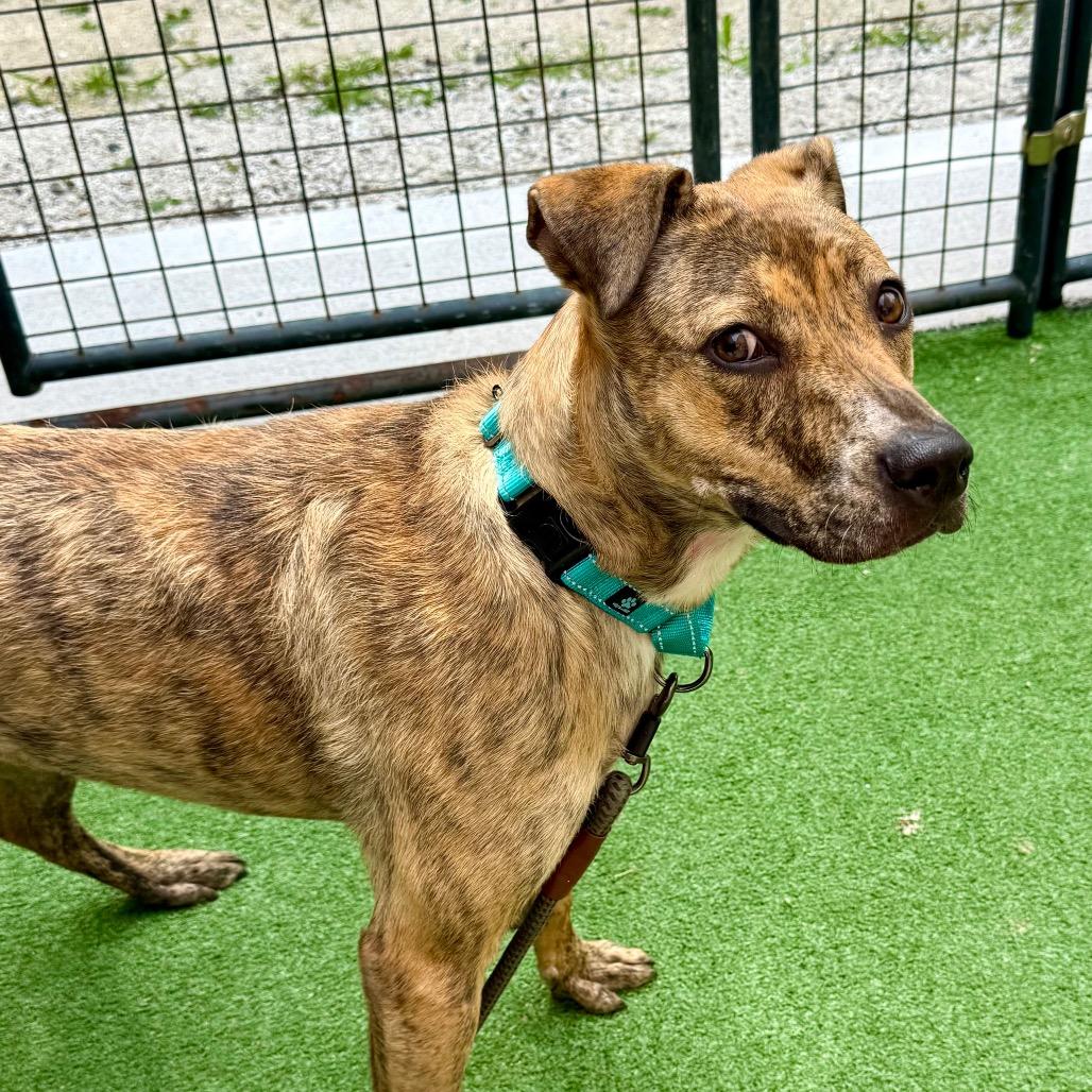Enlarge Savannah, a Adoptable Mixed Breed in Oxford, ME image 3/6
