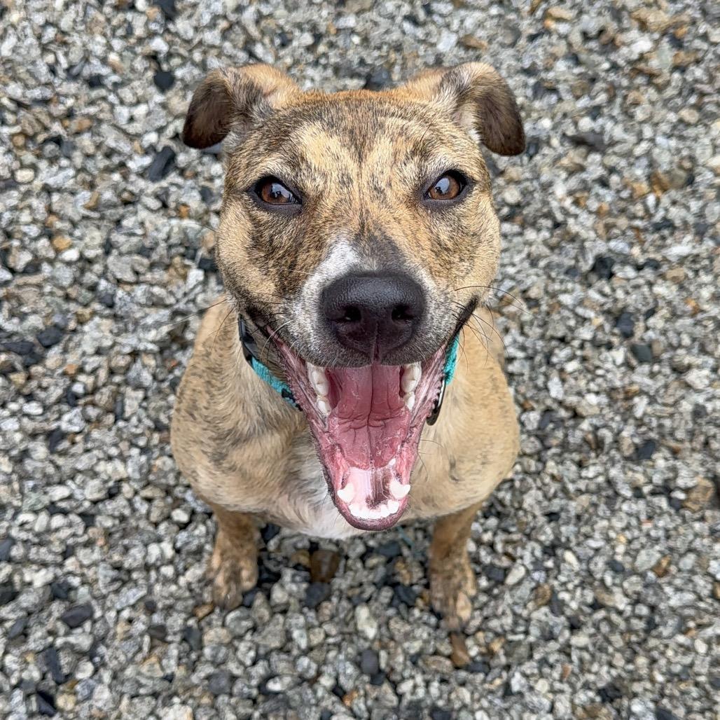 Enlarge Savannah, a Adoptable Mixed Breed in Oxford, ME image 4/6