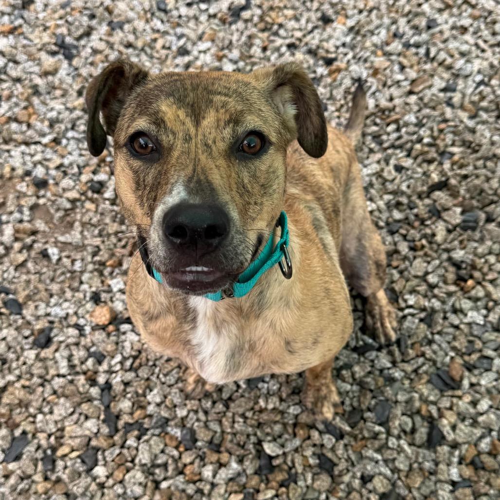 Enlarge Savannah, a Adoptable Mixed Breed in Oxford, ME image 5/6