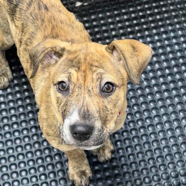 Enlarge Savannah, a Adoptable Mixed Breed in Oxford, ME image 6/6