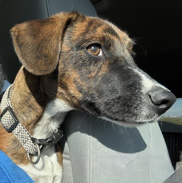 Enlarge Cinnabon, a Adoptable mixed breed in Riverside, IA image 1/2