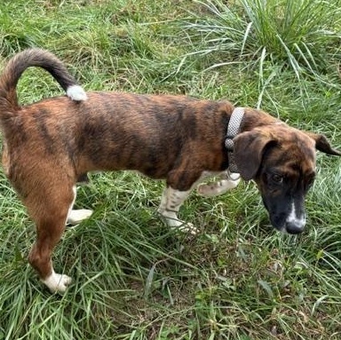 Enlarge Cinnabon, a Adoptable mixed breed in Riverside, IA image 2/2