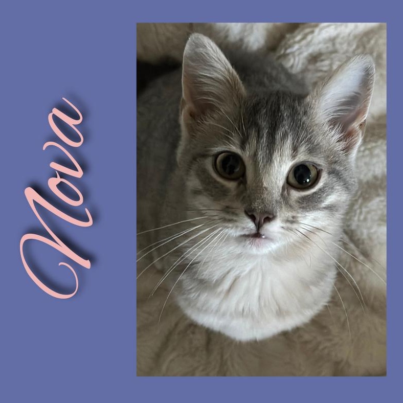 Enlarge Nova, a Adoptable Domestic Short Hair in Clinton, NC image 1/2