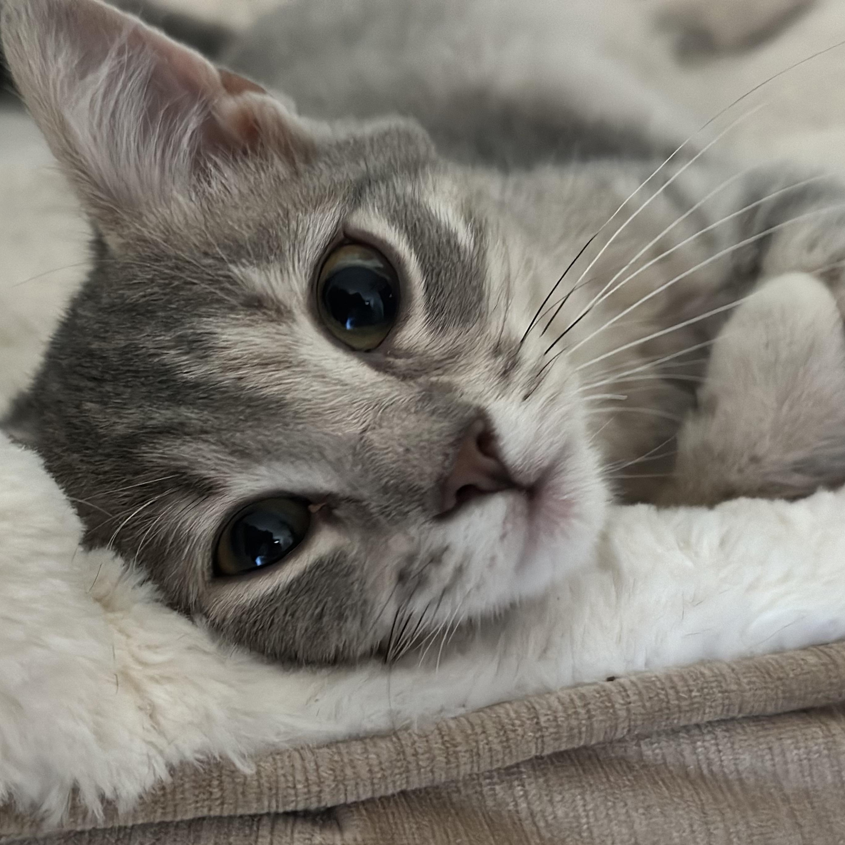 Enlarge Nova, a Adoptable Domestic Short Hair in Clinton, NC image 2/2