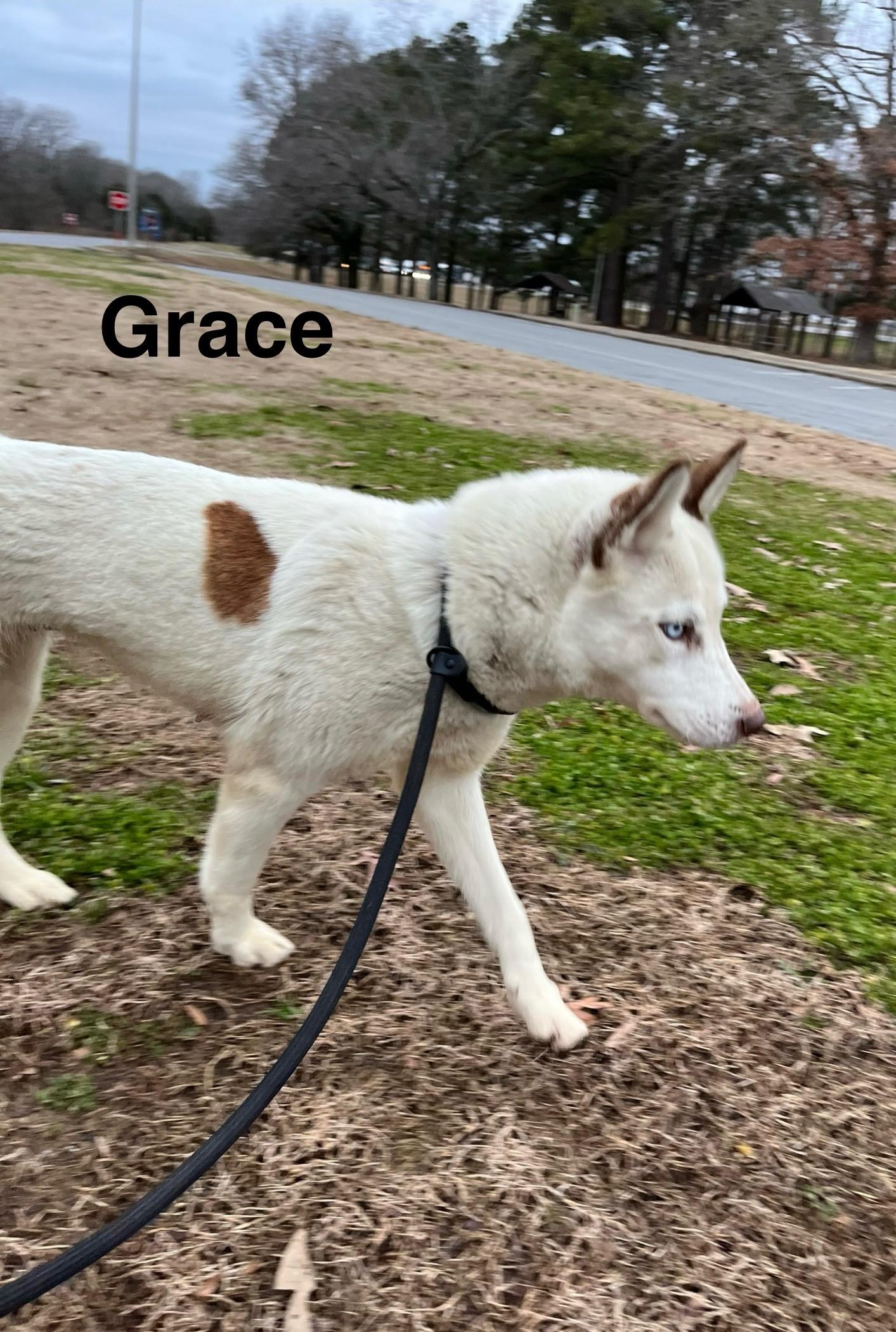 Dog for adoption - Grace, a Siberian Husky in Wilmington, NC | Petfinder