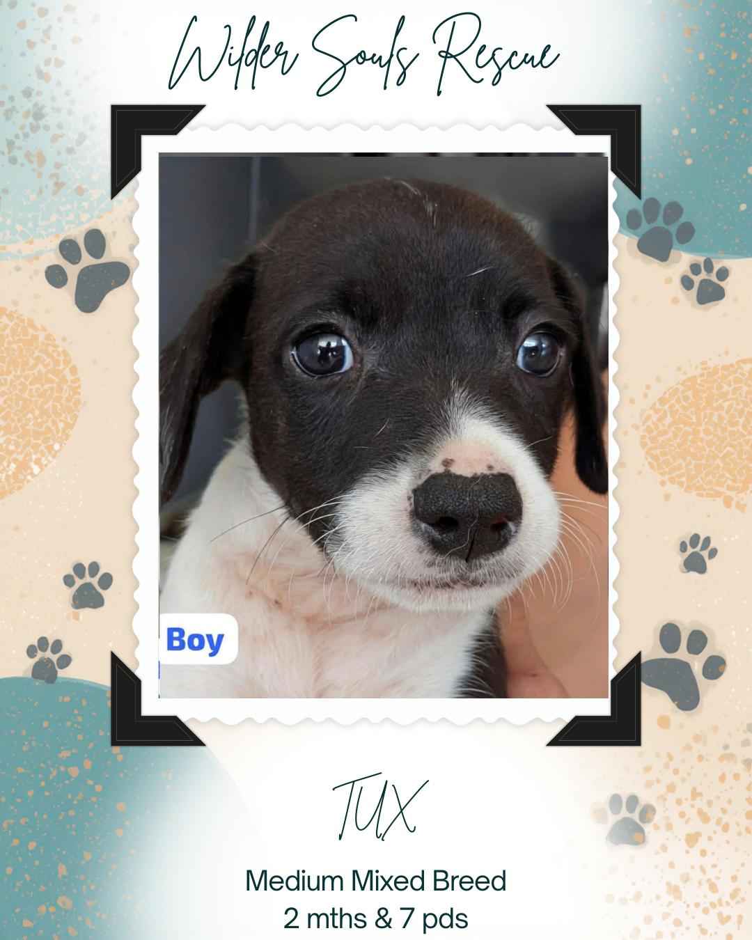 Enlarge Tux (Rapunzel's Litter), an adopted mixed breed in Carmel, NY image 2/3