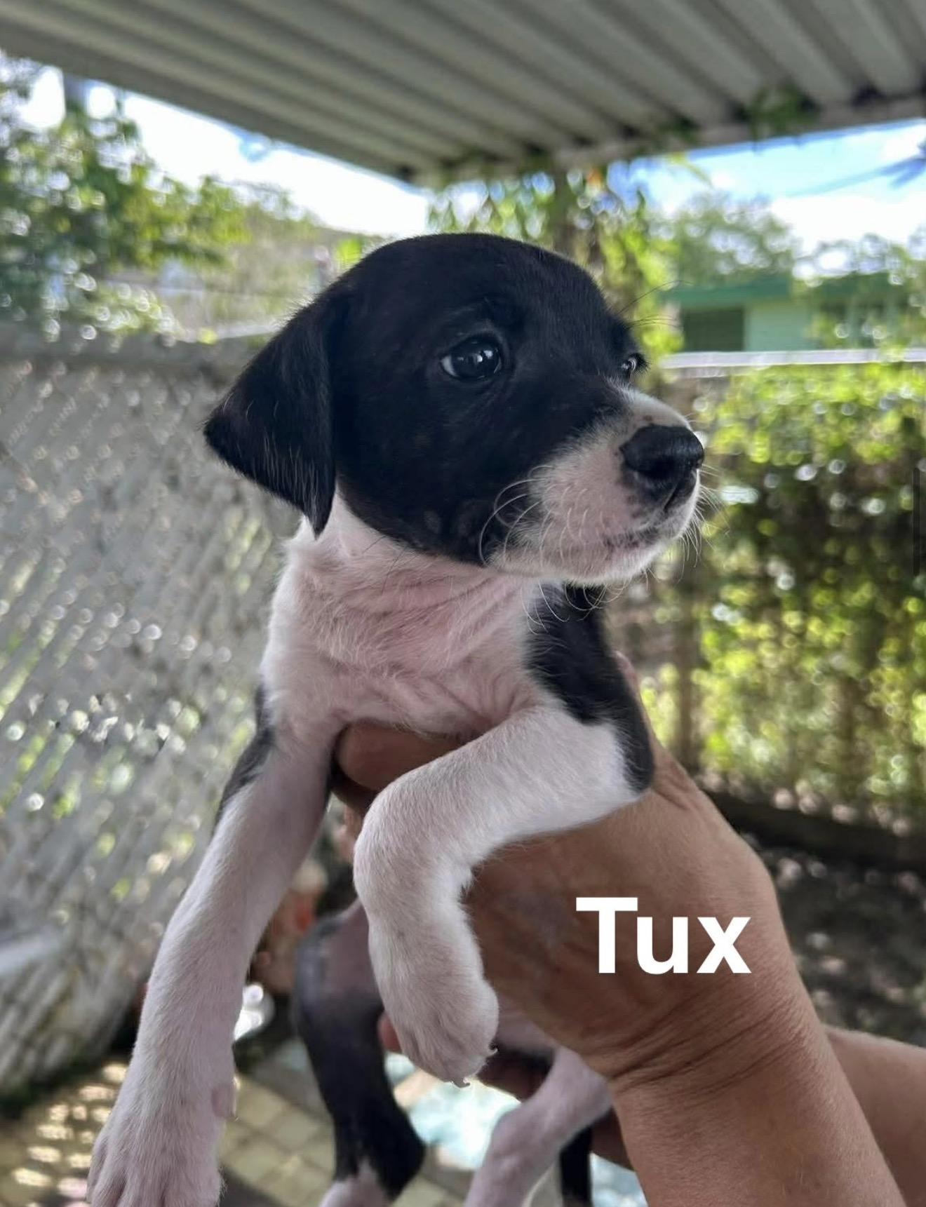 Enlarge Tux (Rapunzel's Litter), an adopted mixed breed in Carmel, NY image 3/3