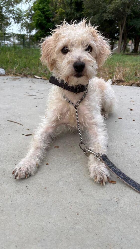 Maple, Adoptable, Young Male Maltese.