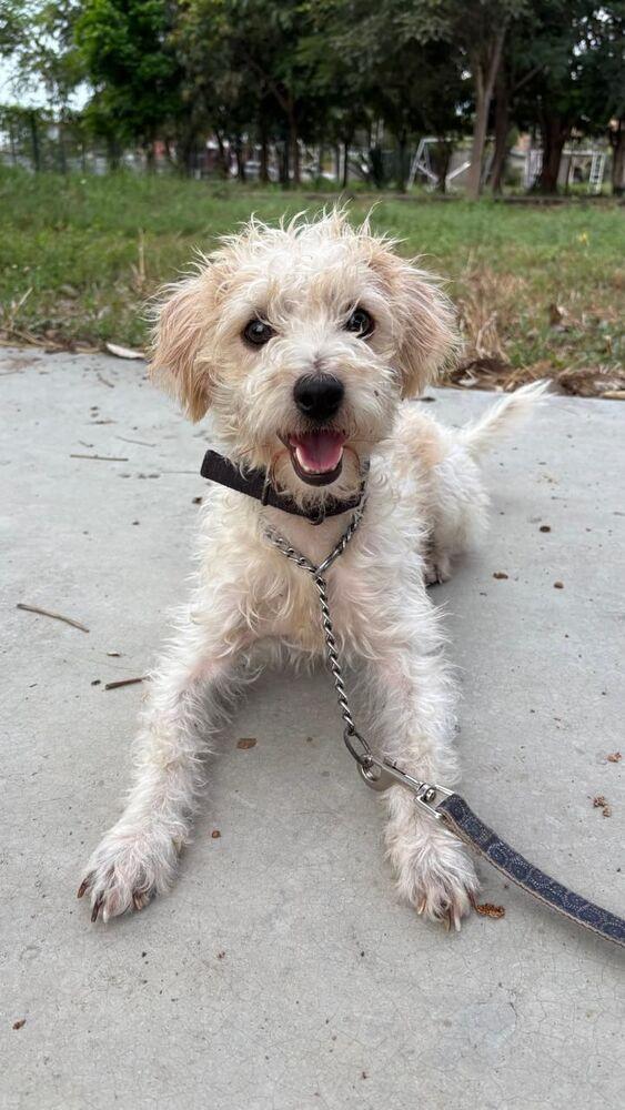 Enlarge Maple, a Adoptable mixed breed in Gig Harbor, WA image 2/6
