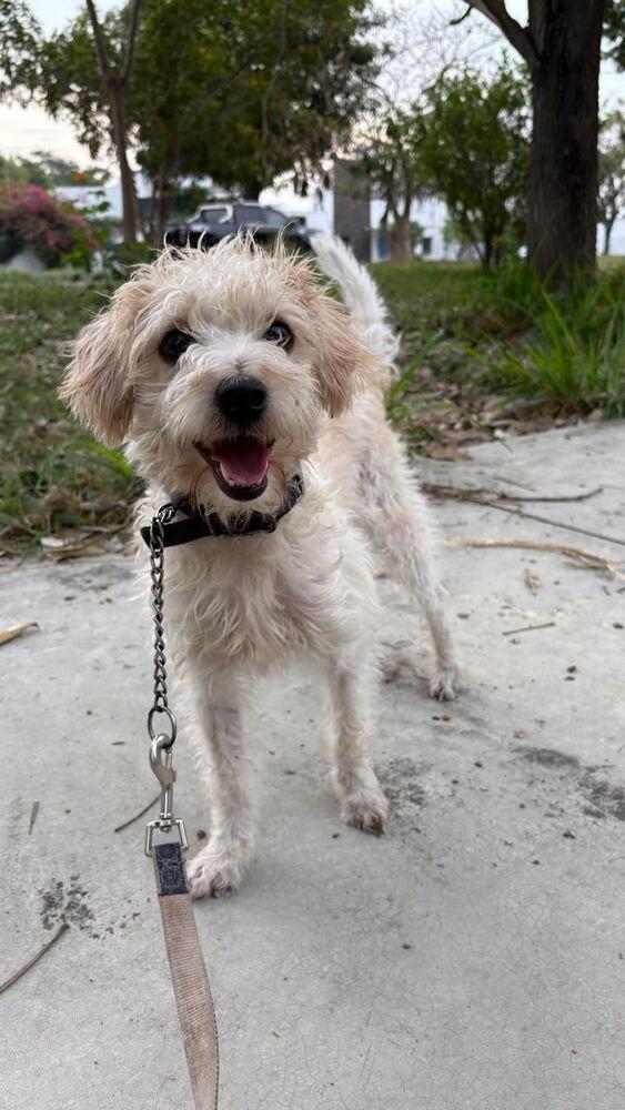 Enlarge Maple, a Adoptable mixed breed in Gig Harbor, WA image 5/6