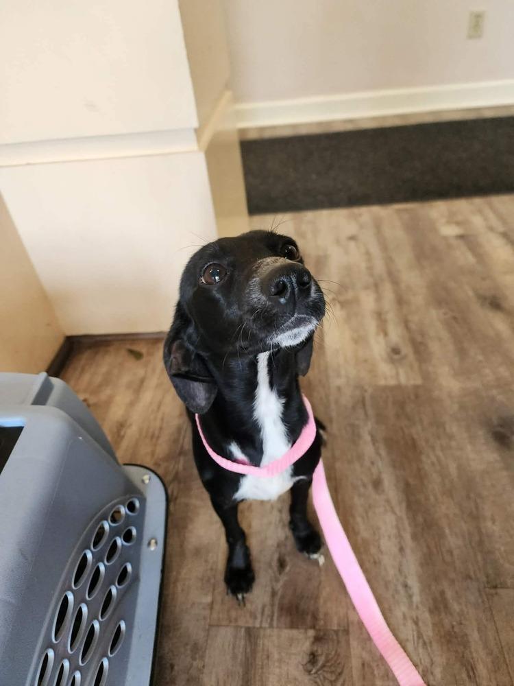 Enlarge Betty ***Very Shy***, a Adoptable mixed breed in Troy, AL image 1/1