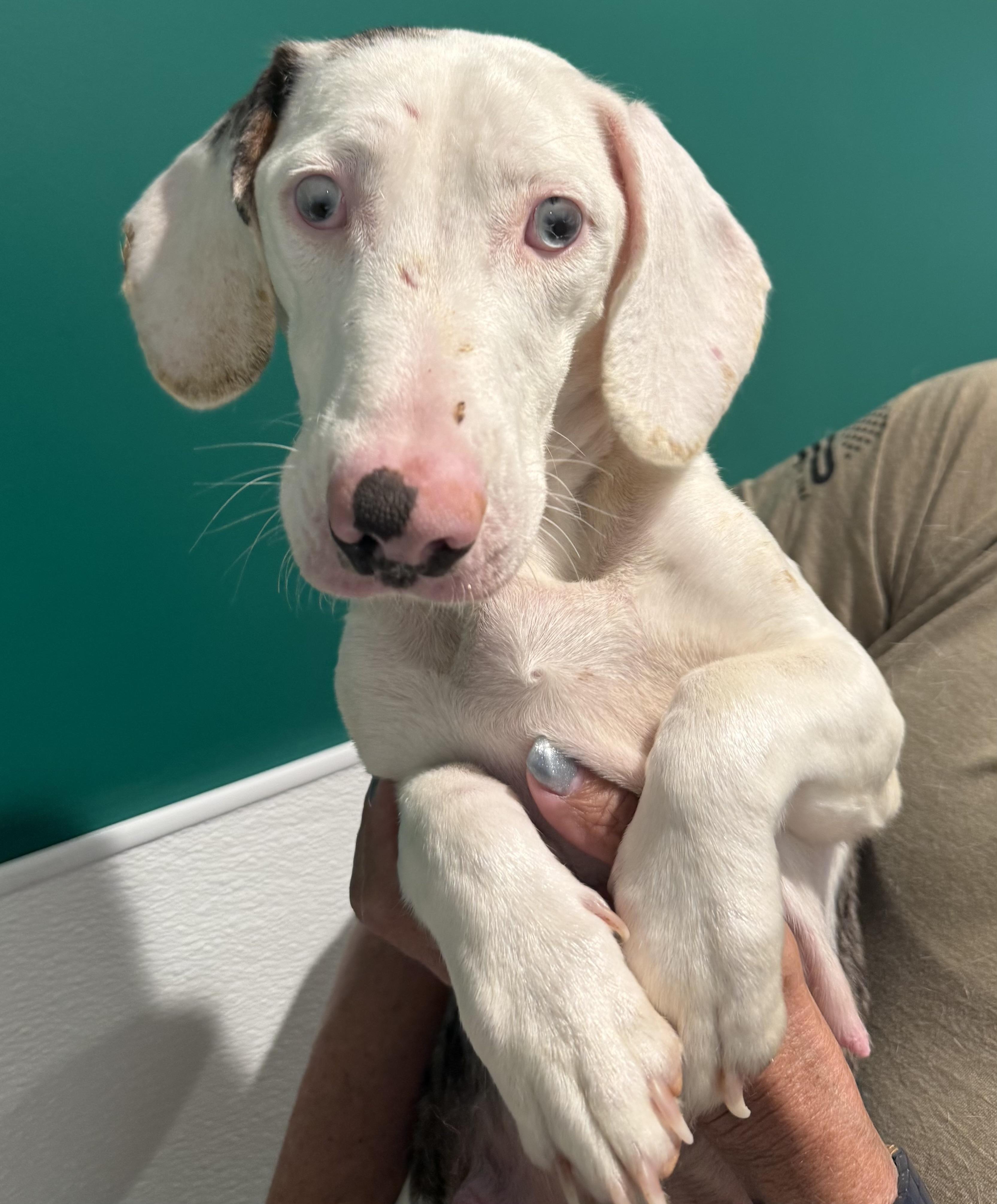 Zaria, adopted, Young Female Dachshund & Australian Shepherd.
