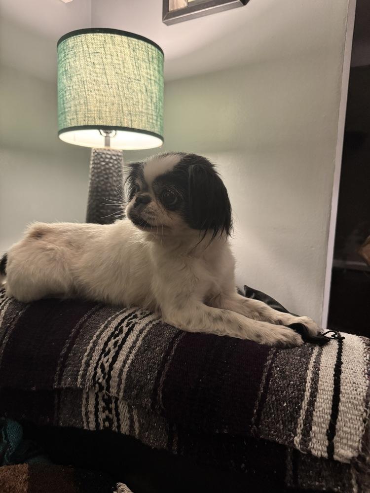 Cookie, Adoptable, Senior Female Japanese Chin.
